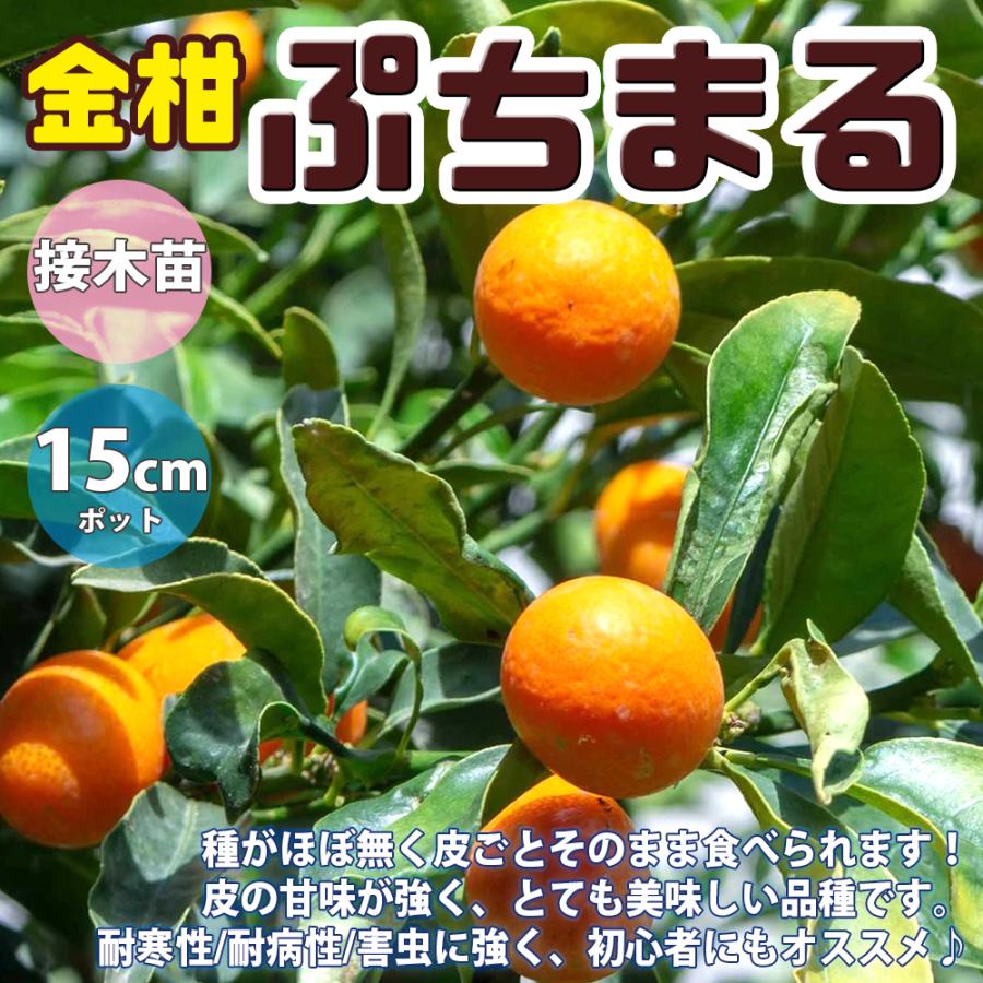 4年生 果実多数 フィンガーライム接木苗／ワイルドホワイト 樹高70