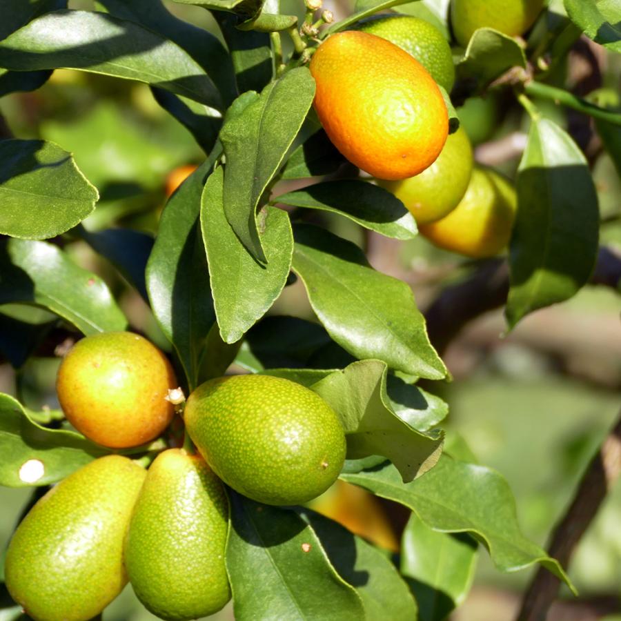 ITANSE 金柑苗 福寿 2年生 接木苗 15cmポット 苗木 1個 柑橘類 送料無料 イタンセ公式