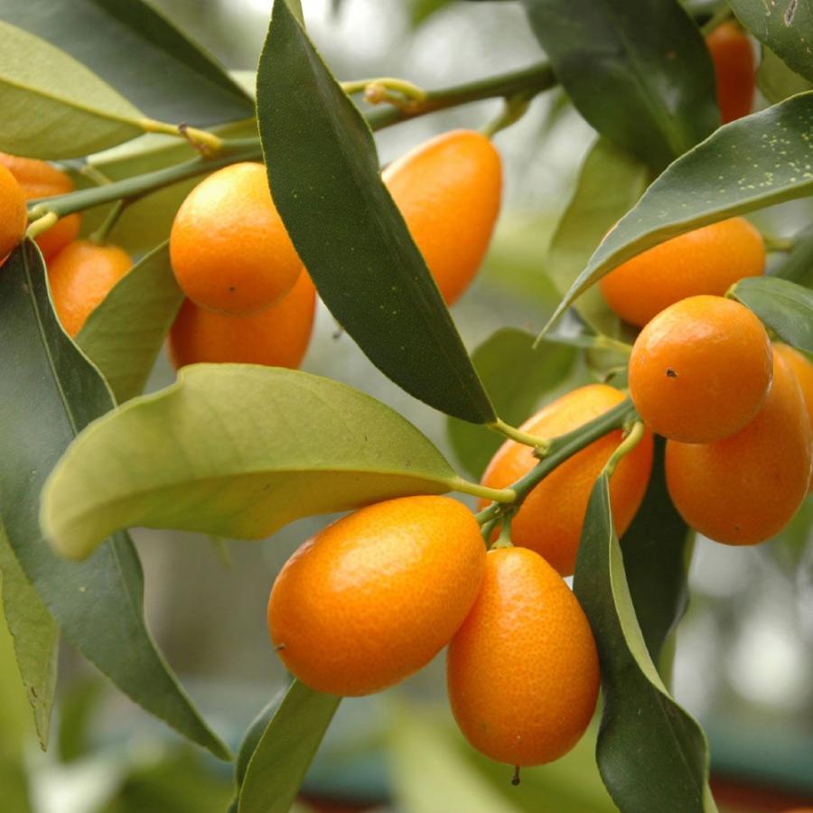 ITANSE 金柑苗 福寿 2年生 接木苗 15cmポット 苗木 1個 柑橘類 送料無料 イタンセ公式