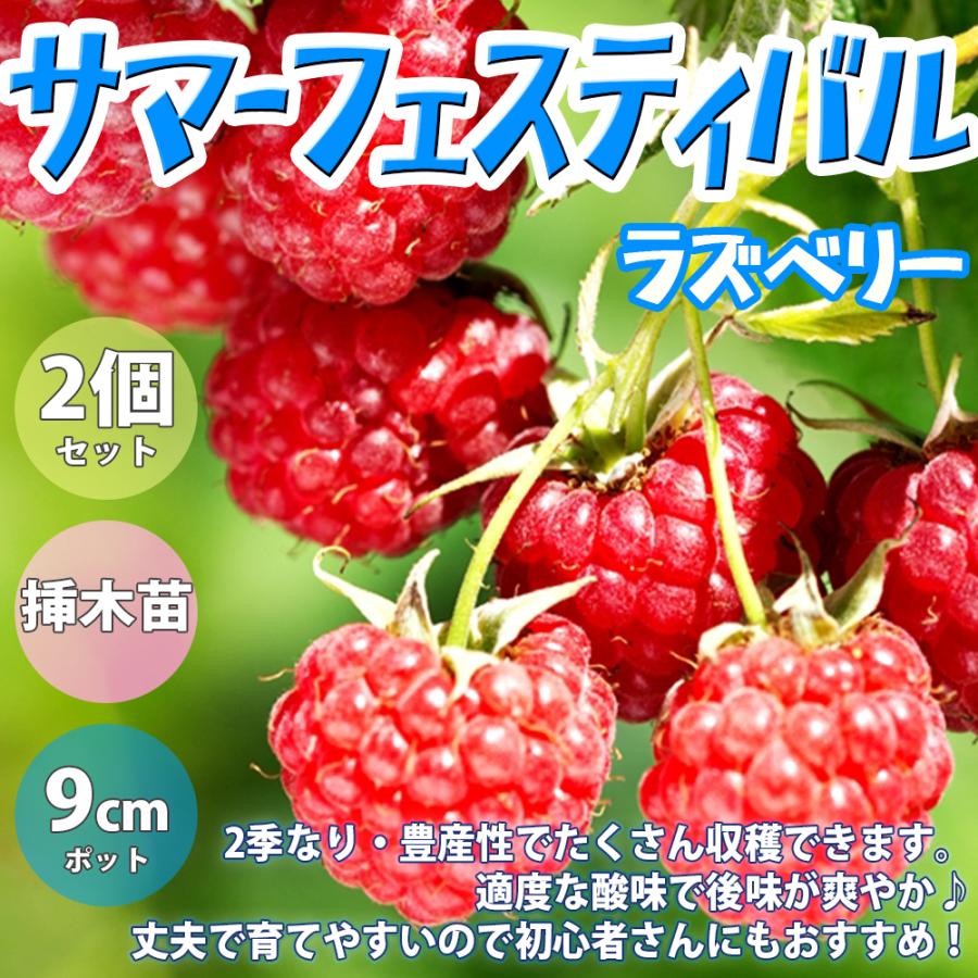 ITANSE ラズベリー サマーフェスティバル 1年生 挿木苗 9cmポット 苗木