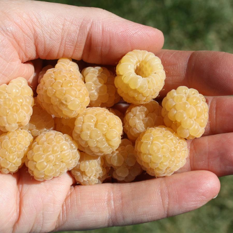 ラズベリー ファールゴールド 1年生 挿木苗 9 10 5cmポット 苗木 1個 送料無料 Nae 野菜苗 植物 青果物販売のitanse 通販 Yahoo ショッピング