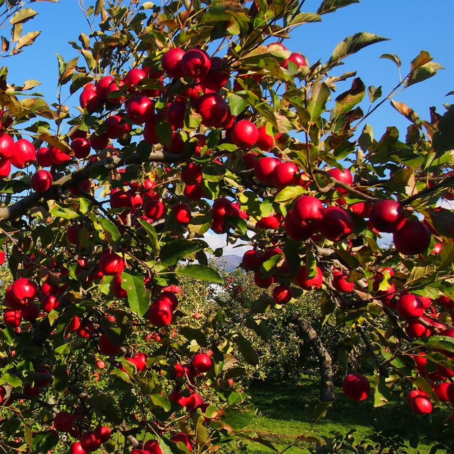 りんご苗 アルプス乙女 2年生 接木苗 15cmポット 苗木 1個 送料無料 Nae007 野菜苗 植物 青果物販売のitanse 通販 Yahoo ショッピング