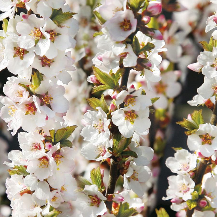 ユスラウメ 赤実 2年生 接木苗 15cmポット 苗木 1個 送料無料 Nae 野菜苗 植物 青果物販売のitanse 通販 Yahoo ショッピング