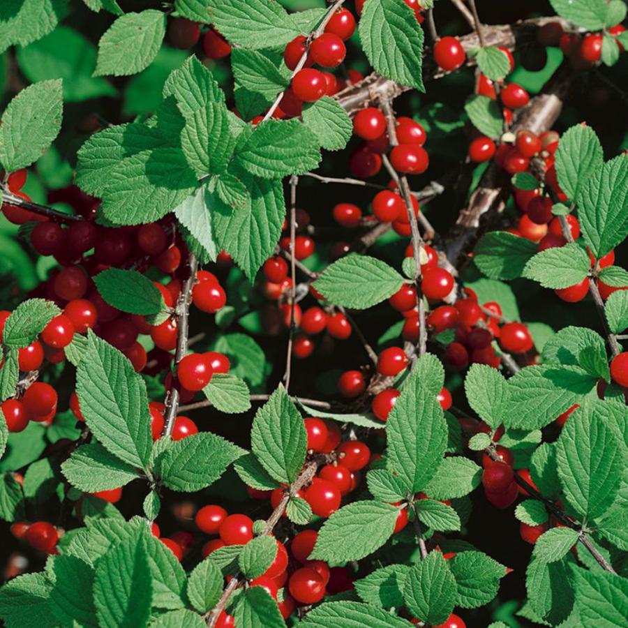 ユスラウメ 赤実 2年生 接木苗 15cmポット 苗木 1個 送料無料 Nae 野菜苗 植物 青果物販売のitanse 通販 Yahoo ショッピング