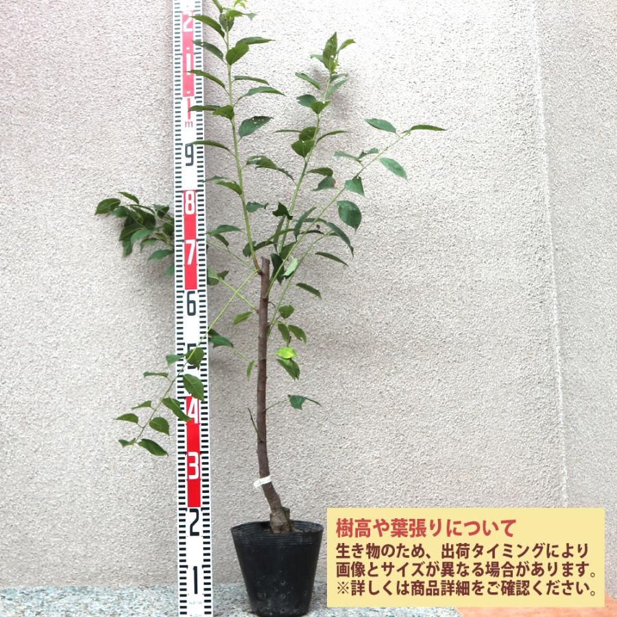 プラムメスレーのおすすめ人気商品一覧 通販 - Yahoo!ショッピング