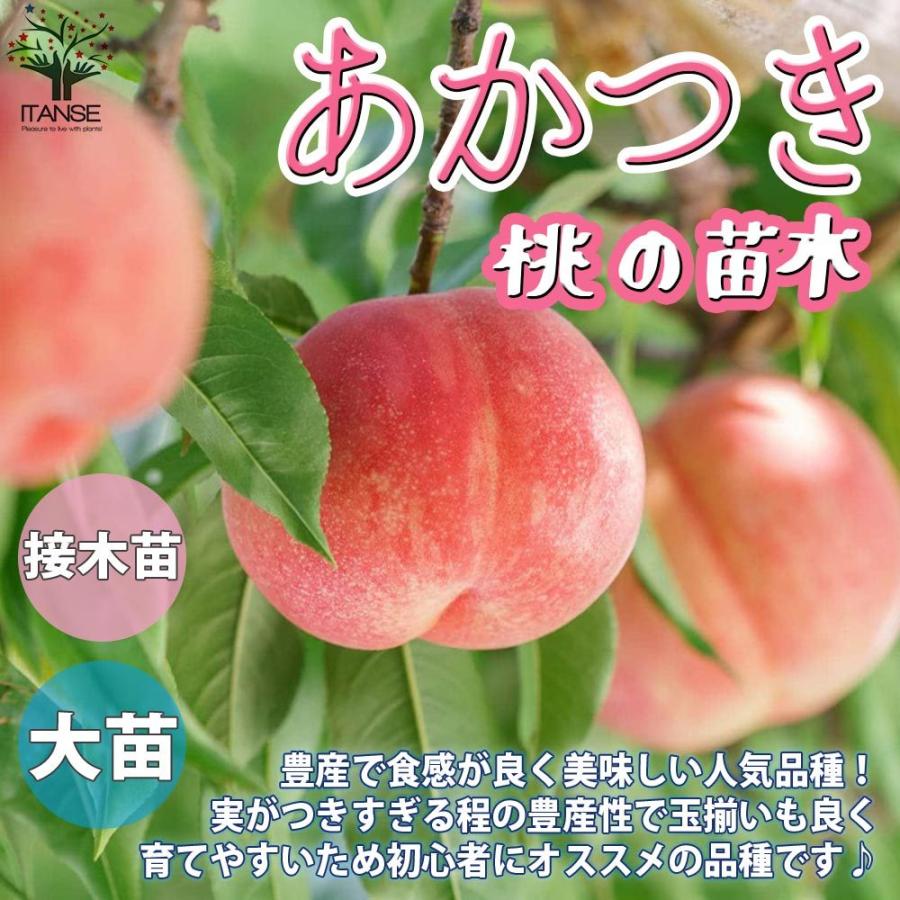 ITANSE 桃苗 あかつき 接木苗 12〜15cmポット 苗木 1個 送料無料