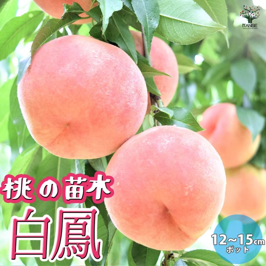 ITANSE 桃苗 白鳳 接木苗 12〜15cmポット 苗木 1個 送料無料 イタンセ