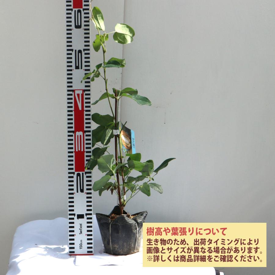 ITANSE アケビ苗 三葉アケビ 2年生 挿木苗 12cmポット 苗木 1個 送料