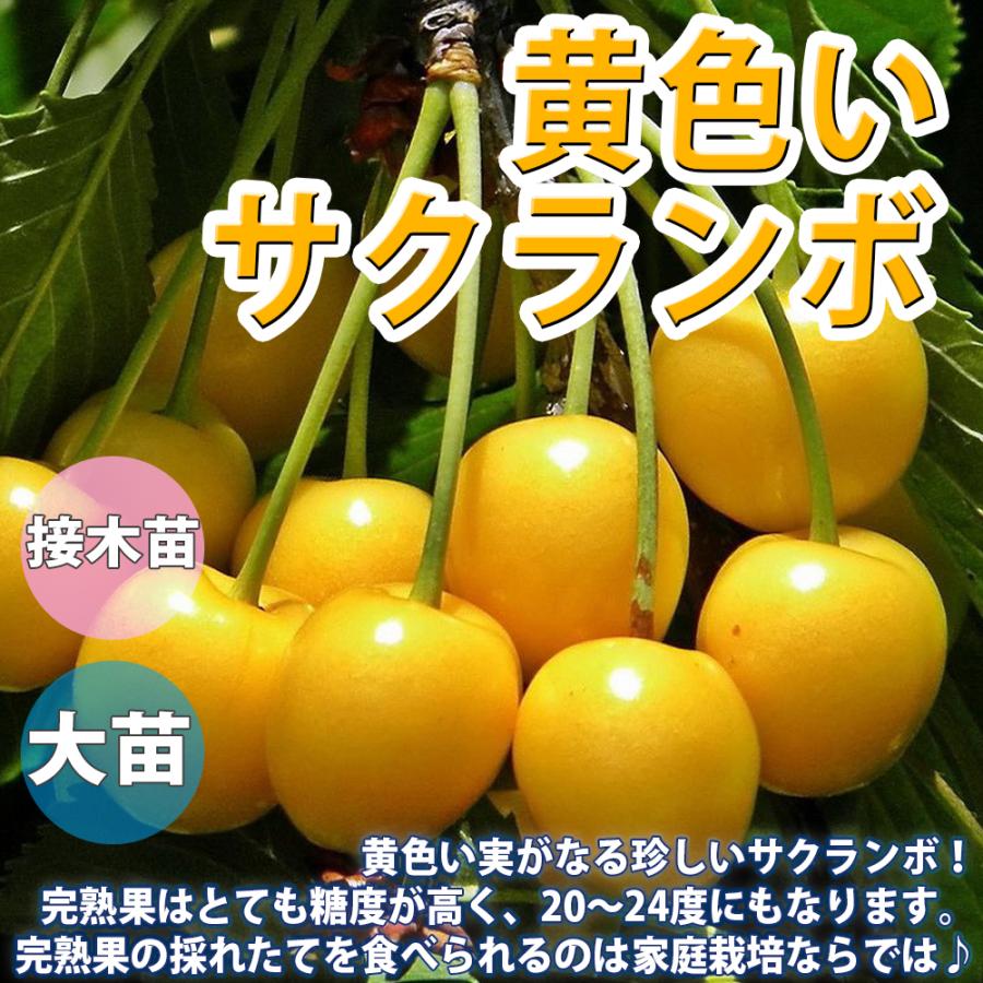 さくらんぼ苗木黄色約80cm5号ポット2本セット4/10 ITANSE さくらんぼ苗 黄色いサクランボ 2年生 接木苗 12〜15cmポット