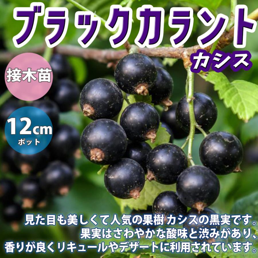 ITANSE カシス苗 ブラックカーラント 2年生 挿木苗 12cmポット 苗木 1