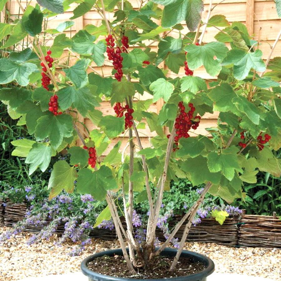 特選2 アロエ アンカラネンシス（実生苗） 特選2 アロエ アンカラネンシス（実生苗） 特選2 アロエ アンカラネン