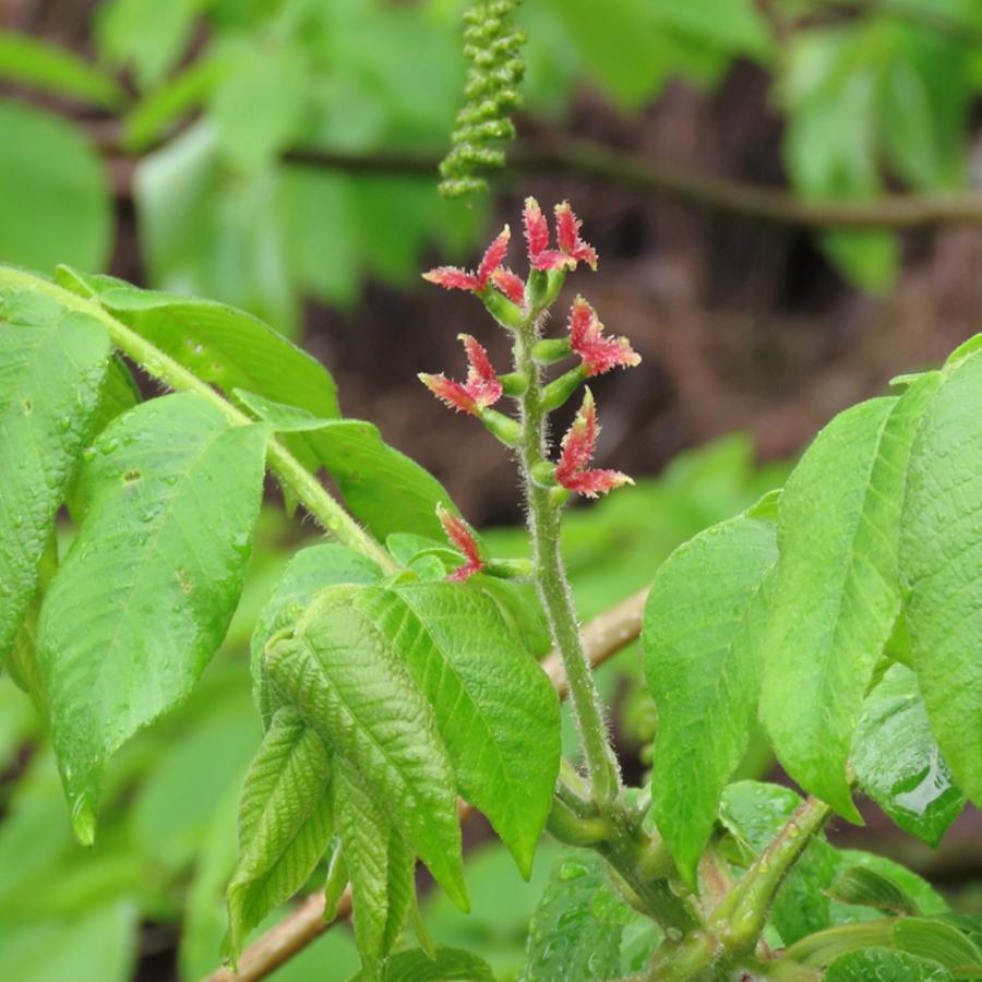 鬼クルミ 若木 羽状複葉2メートル　大小セット 鬼クルミ 若木 羽状複葉2メートル 大小セット