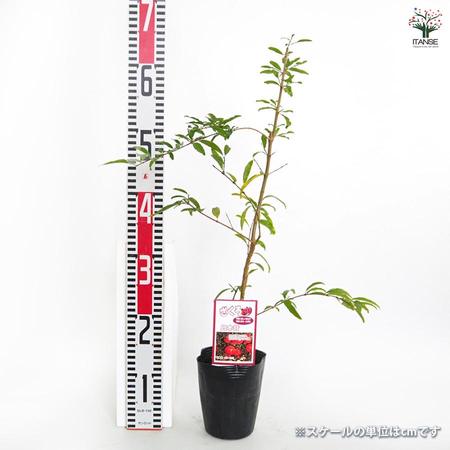 ITANSE ザクロ苗 日本ザクロ 2年生 実生苗 12〜15cmポット 苗木 1個