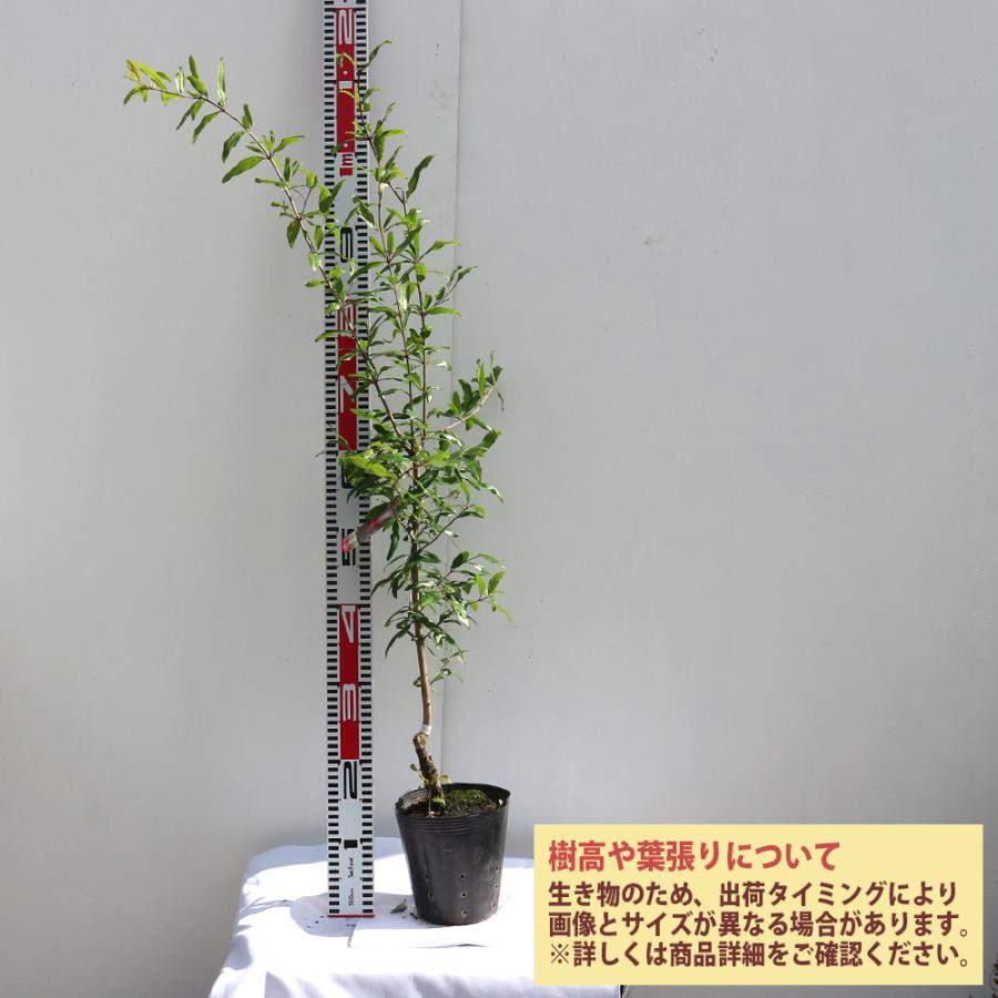 ITANSE ザクロ苗 カリフォルニア 2年生 接木苗 12〜15cmポット 苗木 1