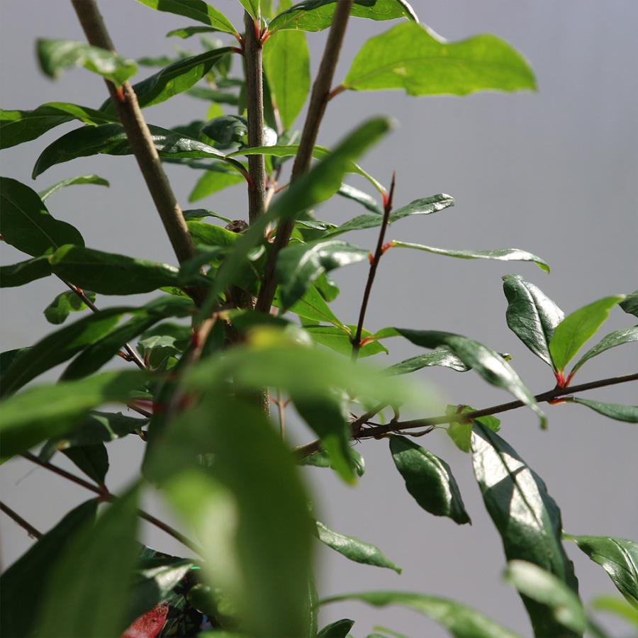 初期苗【26】 カリフォルニア輸入 コロラータNo.6 その他多肉植物 