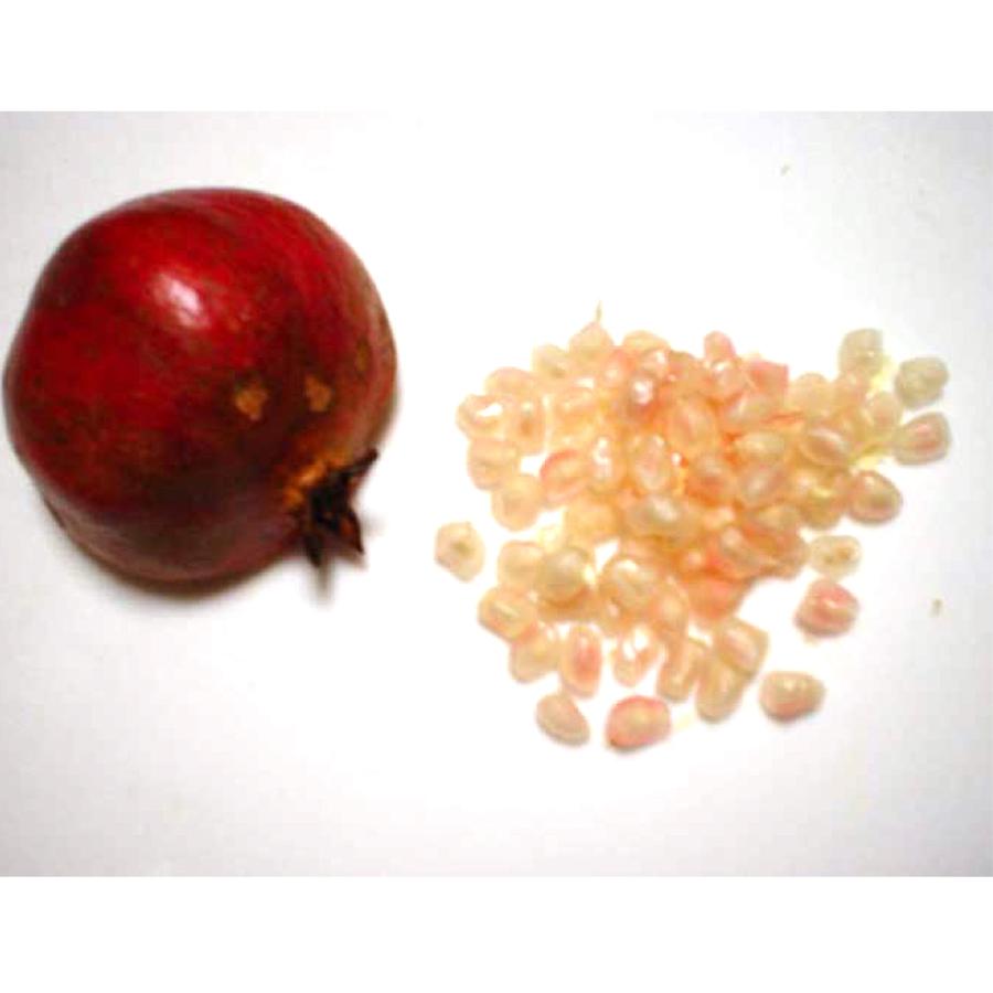 ザクロ苗 アークデニス 2年生 接木苗 15cmポット 苗木 1個 ざくろ 石榴 柘榴 送料無料 Nae 野菜苗 植物 青果物販売のitanse 通販 Yahoo ショッピング