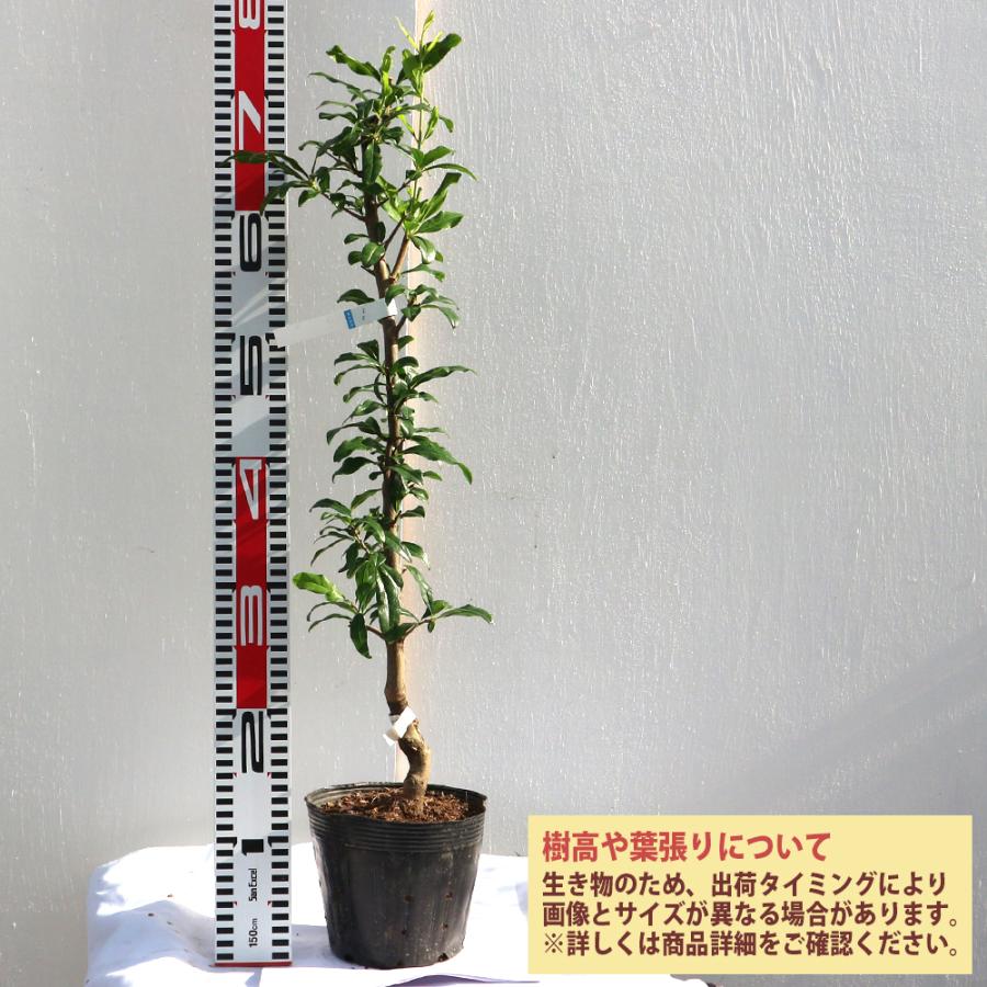 ザクロの苗木 ITANSE ザクロ苗 水晶 2年生 接木苗 15cmポット 苗木 1個 ざくろ 石榴