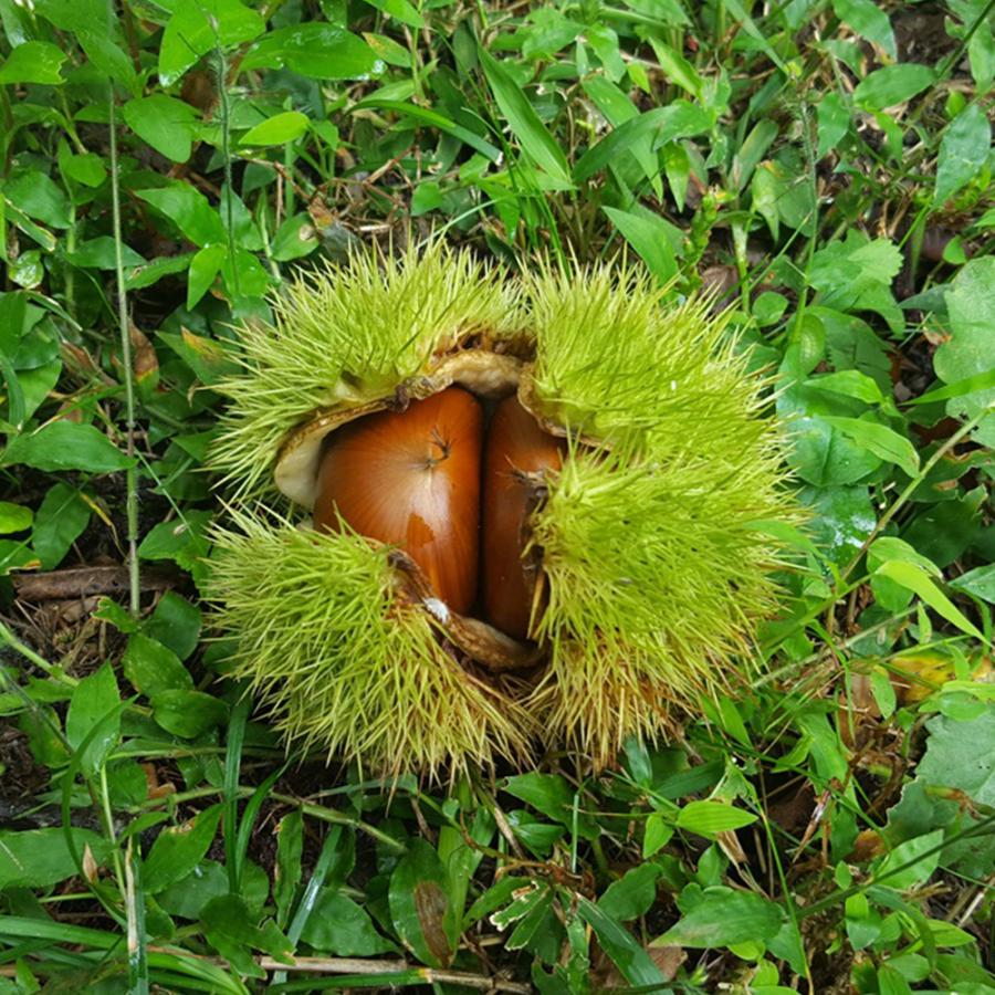 ②超希少イタヤカエデ「名栗錦」接木大苗 5号鉢全長100cm ①超希少イタヤカエデ「名栗錦」接木大苗 - メルカリ