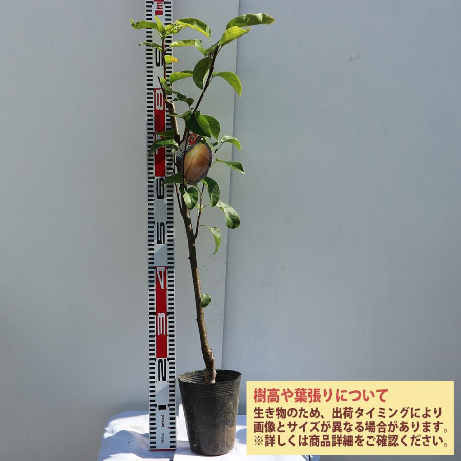 送料無料】5年生✳︎フィンガーライム接木苗／8号鉢✳︎樹高