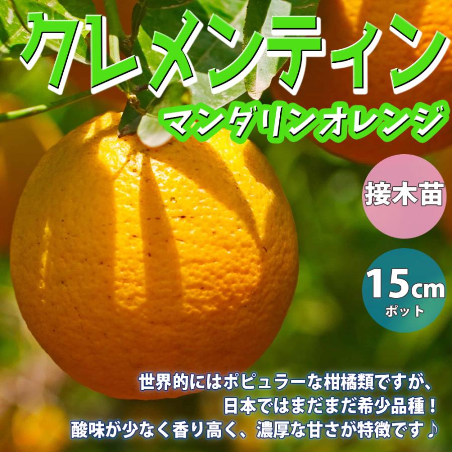 マンダリンオレンジさん専用9,000円 ITANSE マンダリンオレンジ クレメンティン苗 2年生 接木苗 15cmポット