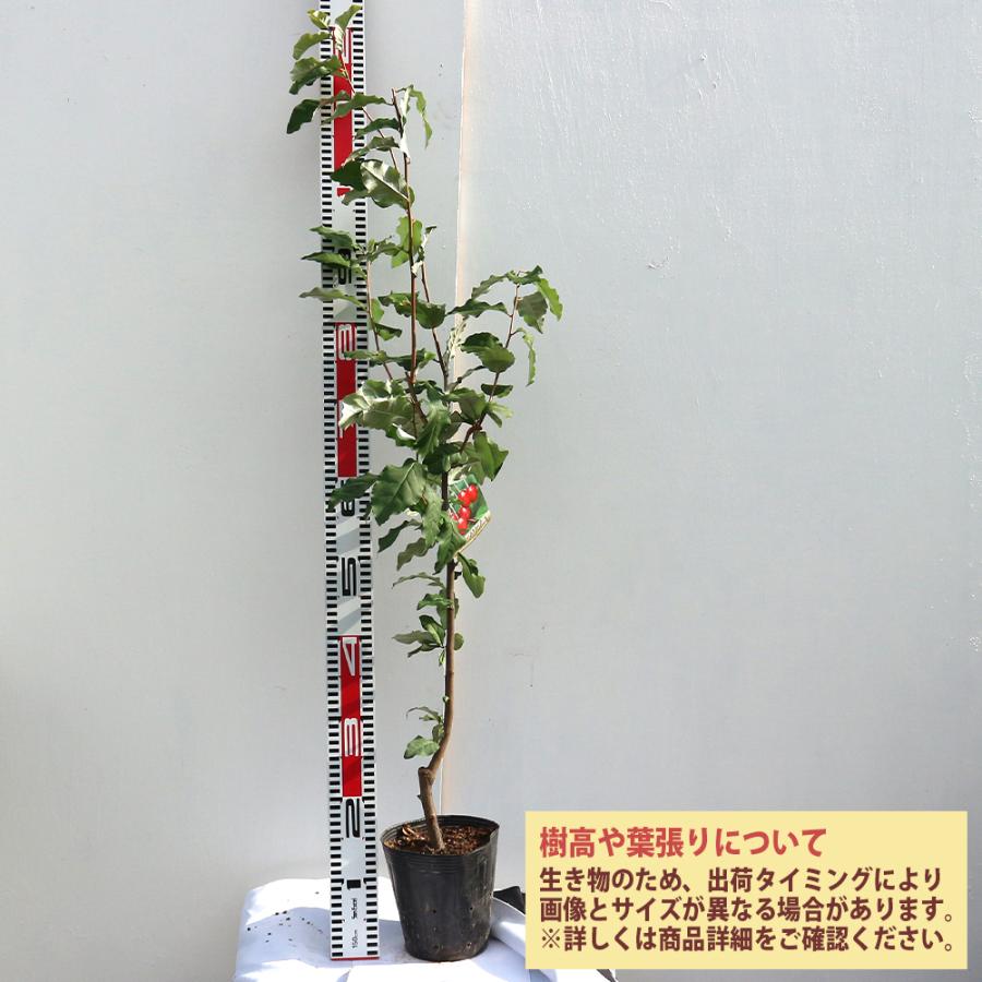 ビックリグミ苗 2年生 接木苗 15cmポット 1個 苗木 送料無料 返品送料無料