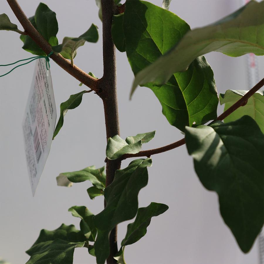 ビックリグミ苗 2年生 接木苗 15cmポット 1個 苗木 送料無料 返品送料無料