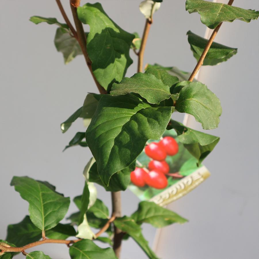 ビックリグミ苗 2年生 接木苗 15cmポット 1個 苗木 送料無料 返品送料無料