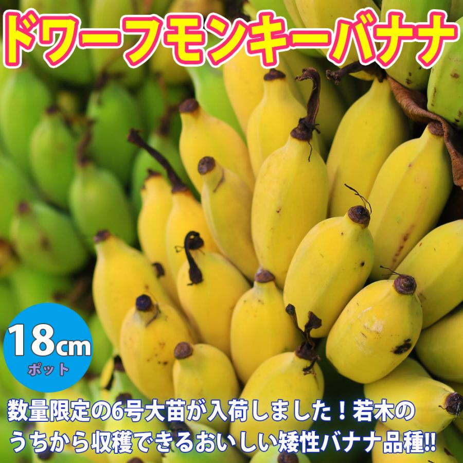 ITANSE バナナ苗 ドワーフモンキーバナナ 18cmポット 苗木 1個 送料無料 イタンセ公式（Yahoo!・野菜苗・植物・青果物販売のITANSE）
