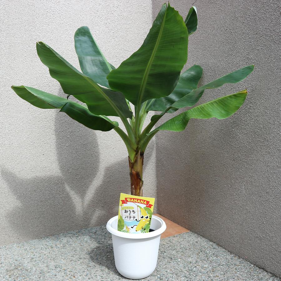 ITANSE バナナ苗 ドワーフ キャベンディッシュ バナナ(家庭でも育て