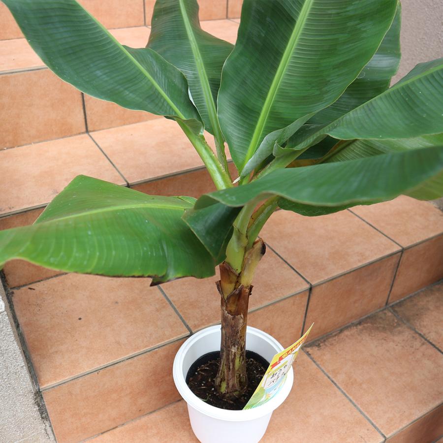 ITANSE バナナ苗 ドワーフ キャベンディッシュ バナナ(家庭でも育て