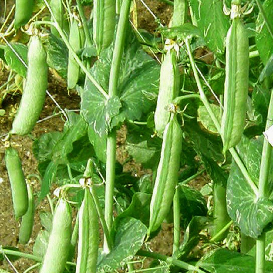 ITANSE えんどう豆苗 すずなりフルーツ実エンドウ豆の苗野菜苗