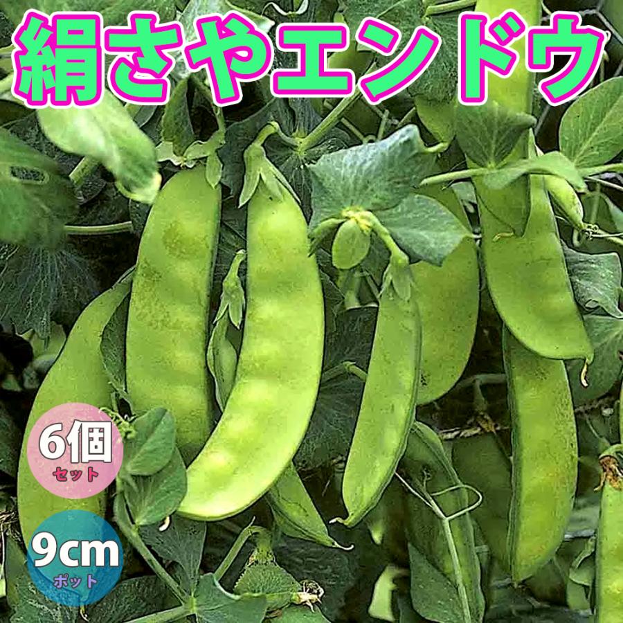 えんどう豆苗 極甘絹さやエンドウ豆の苗野菜苗9cmポット自根苗 お買い得6個セット 送料無料 Nae 野菜苗 植物 青果物販売のitanse 通販 Yahoo ショッピング