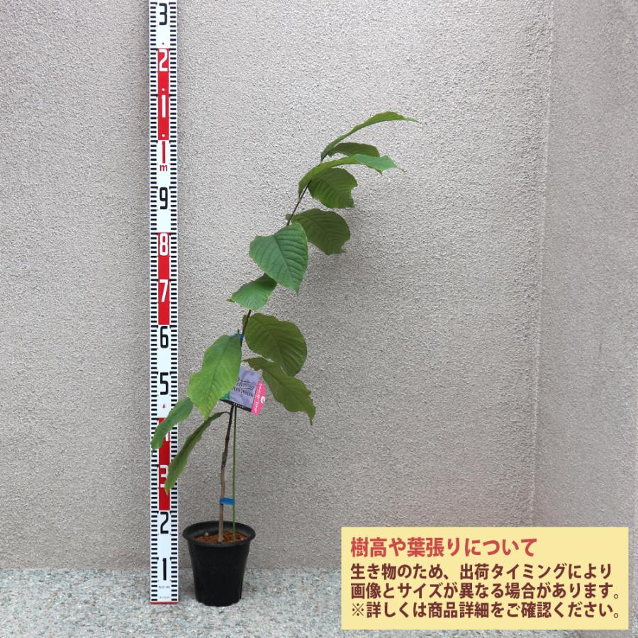 ITANSE ポポーの苗木 ピーターソン ポトマック果樹苗 2年生 接木苗15cm