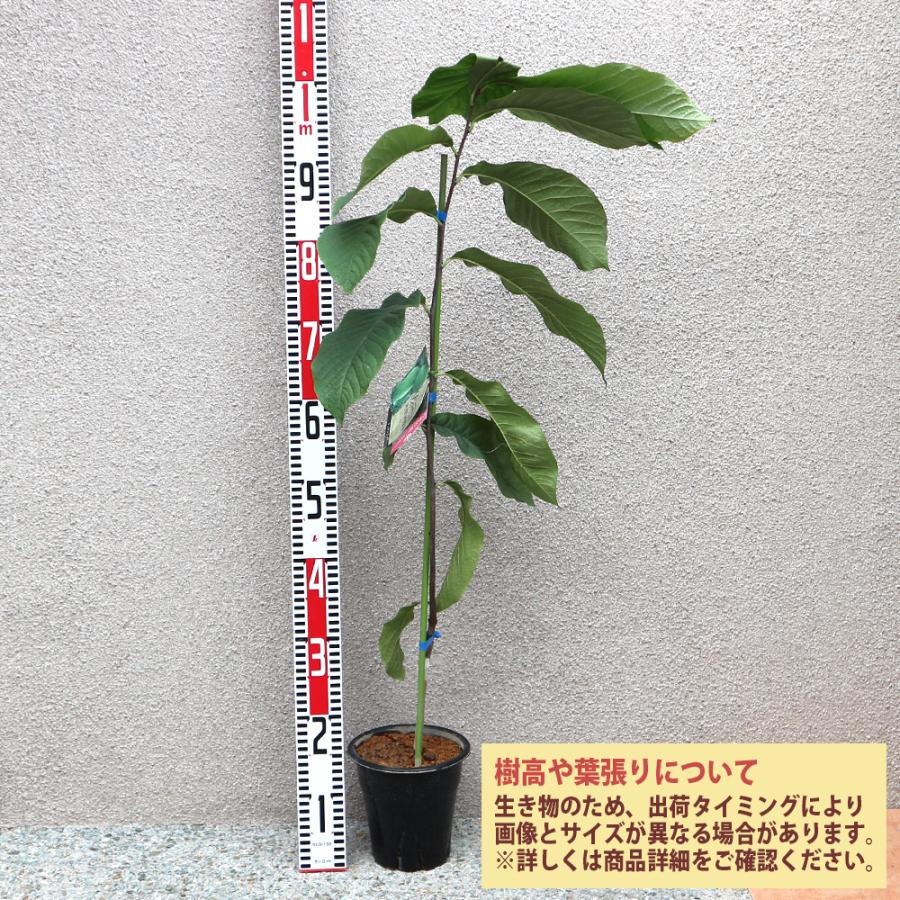 ITANSE ポポーの苗木 ピーターソン ポポー ジェナンドー果樹苗 2年生