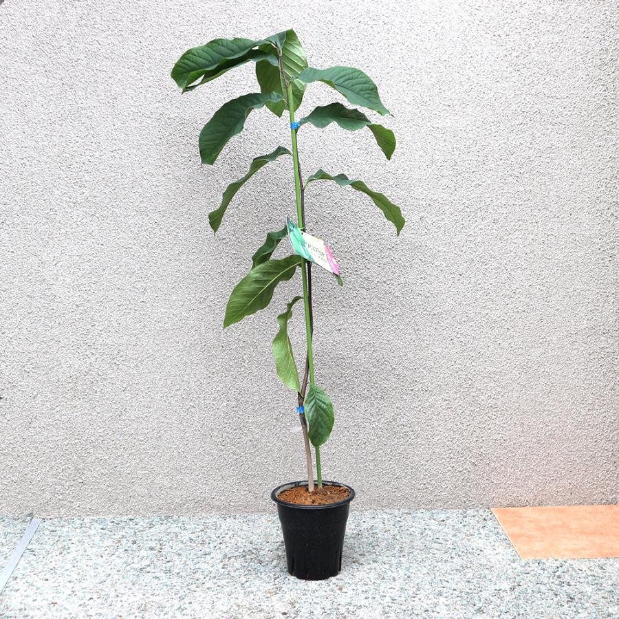 ITANSE ポポーの苗木 ピーターソン ポポー ジェナンドー果樹苗 2年生