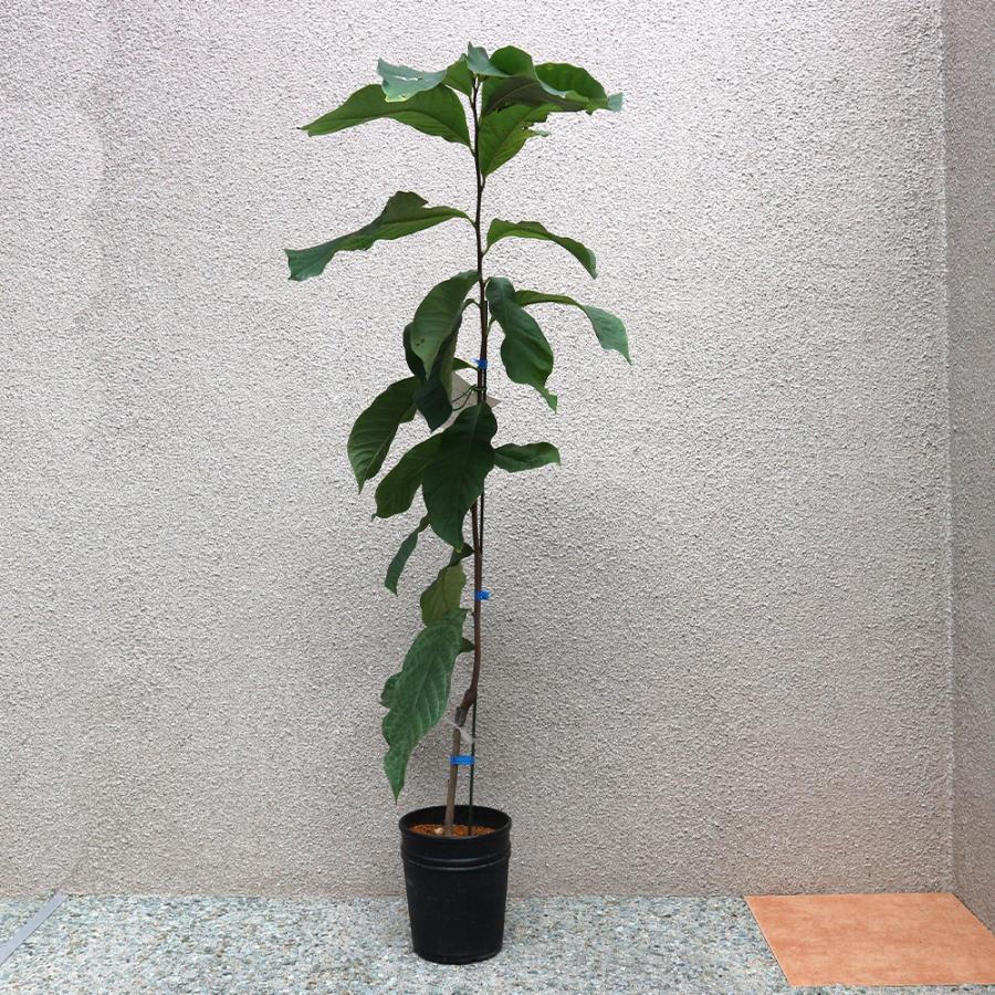 ぽぽー苗木現品6号鉢高約80cm6/20 苗木・植木 ぽぽー苗木現品6号鉢高約80cm6/20