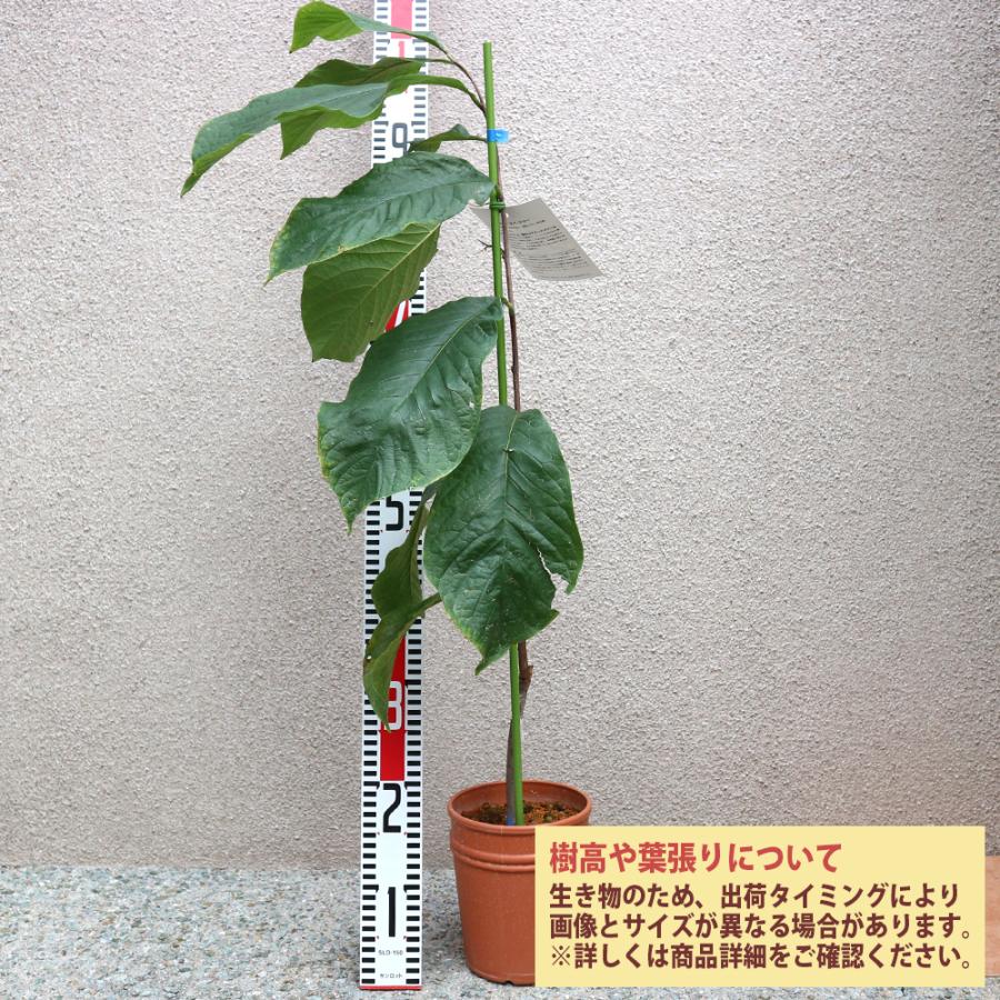 ITANSE ポポーの苗木 ポポー タイトゥー果樹苗 2年生 接木苗15cmポット