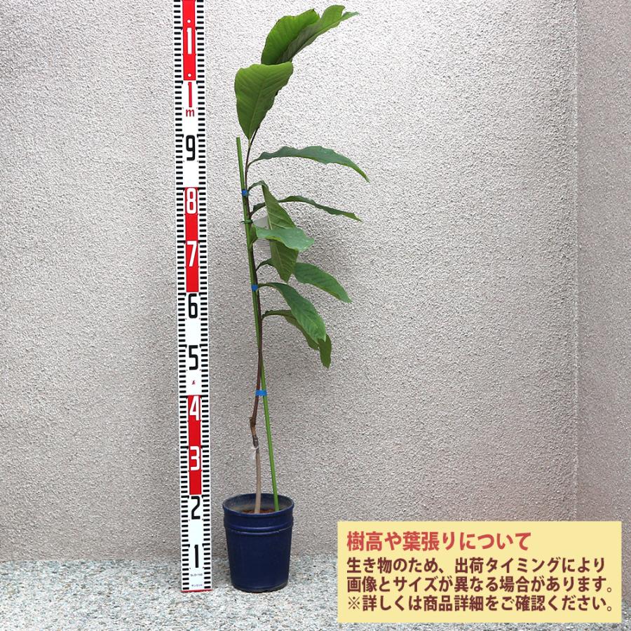 ITANSE ポポーの苗木 ポポー プロリフィック果樹苗 2年生 接木苗15cm