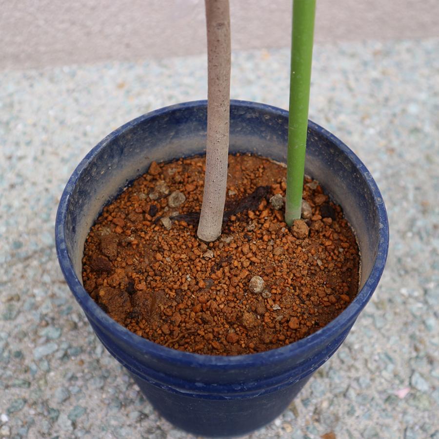 ITANSE ポポーの苗木 ポポー プロリフィック果樹苗 2年生 接木苗15cm