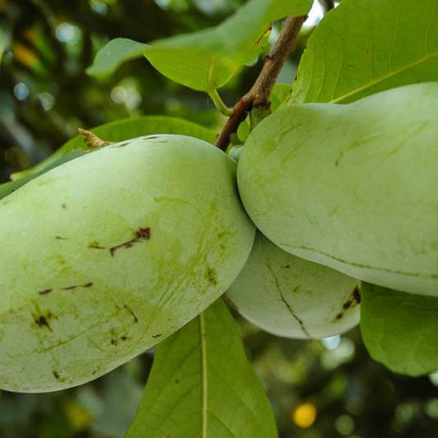 ITANSE ポポーの苗木 ポポー プロリフィック果樹苗 2年生 接木苗15cm