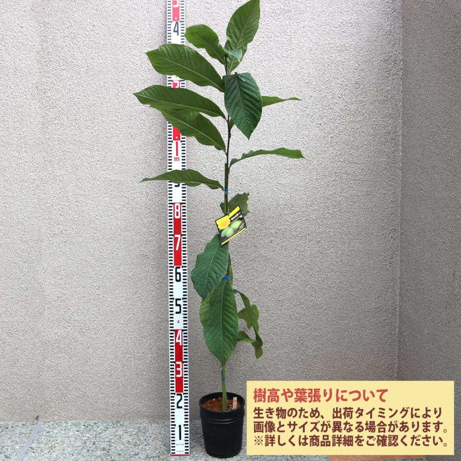 ITANSE ポポーの苗木 ポポー マンゴー果樹苗 2年生 接木苗15cmポット