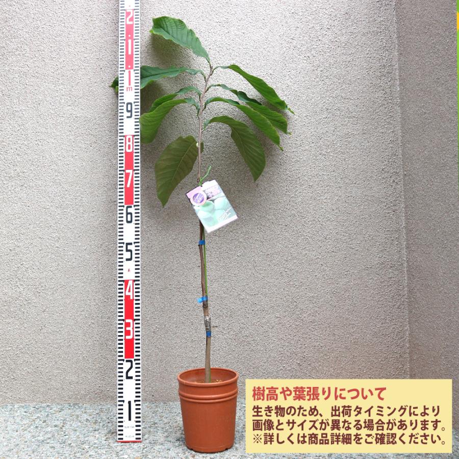 ITANSE ポポーの苗木 ポポー ペンシルバニアゴールデン果樹苗 2年生