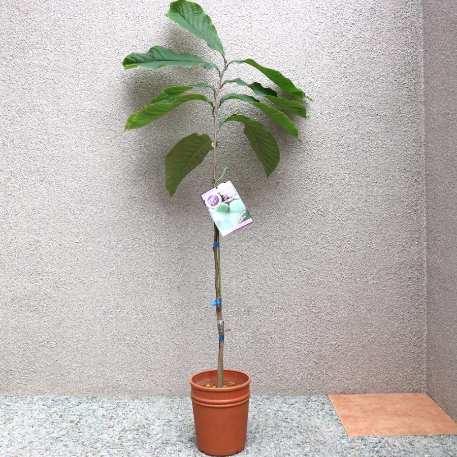 ITANSE ポポーの苗木 ポポー ペンシルバニアゴールデン果樹苗 2年生