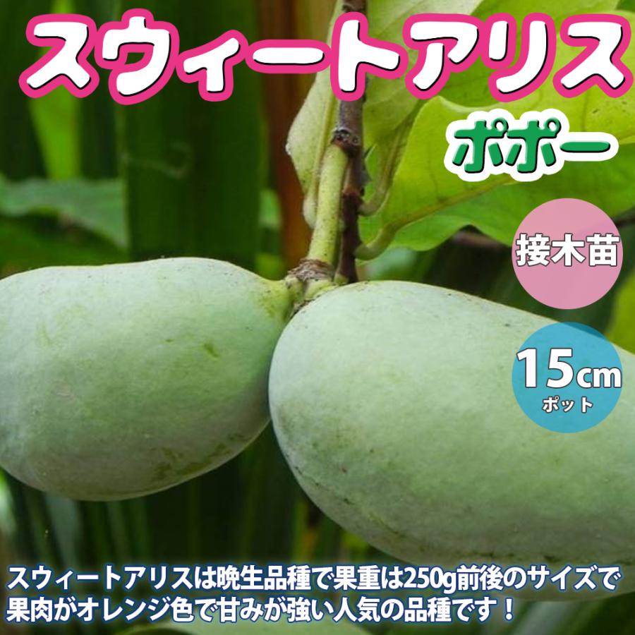 接木 ポポー マンゴー スイートアリス タイトゥ