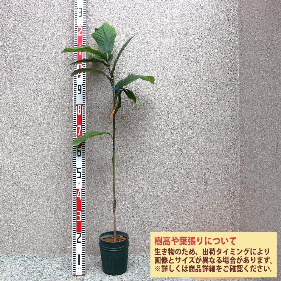 ITANSE ポポーの苗木 ポポー スウィートアリス果樹苗 2年生 接木苗15cm 