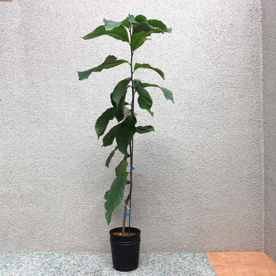 ITANSE ポポーの苗木 ポポー スウィートアリス果樹苗 2年生 接木苗15cm 