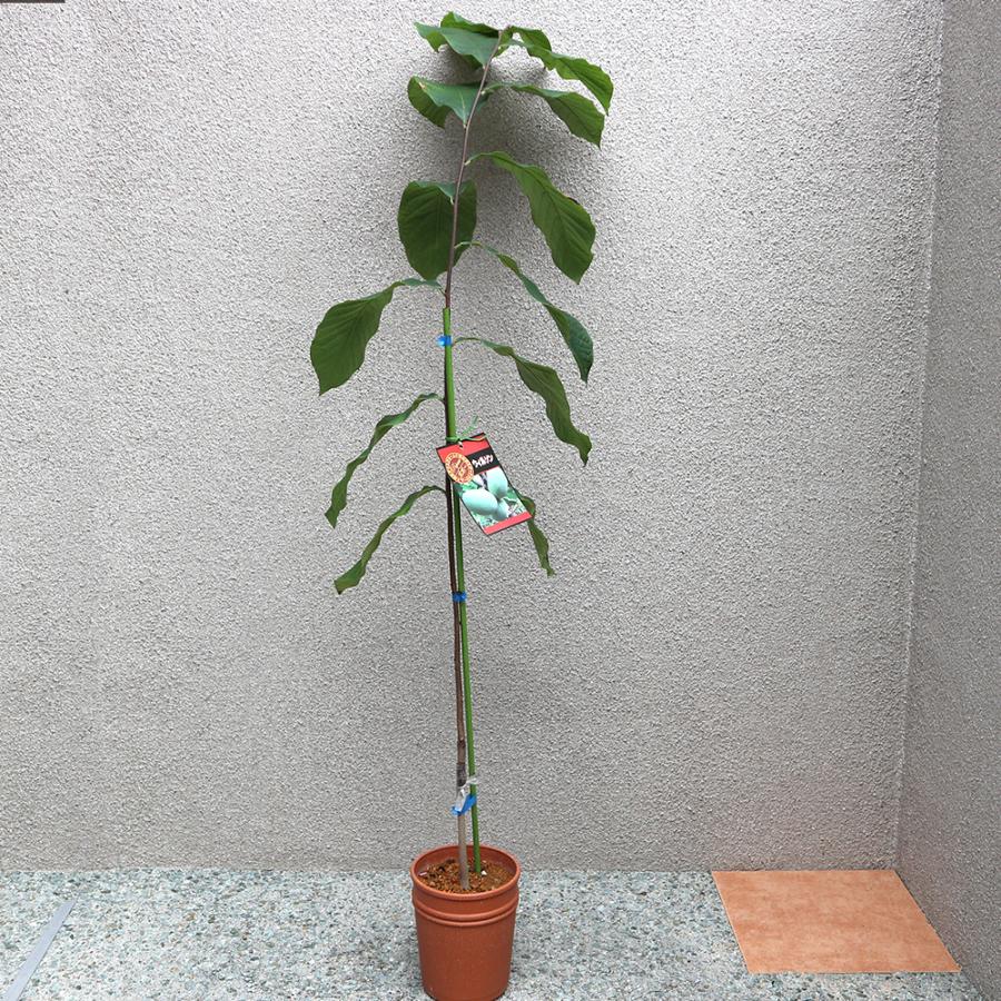 ポポー　ウイルソン　接木　大株　果樹苗木　果実苗木　果樹苗　果実苗　実 楽天市場】ポポー苗木 【ウイルソン】 4年生 接ぎ木 約1.3m 大苗