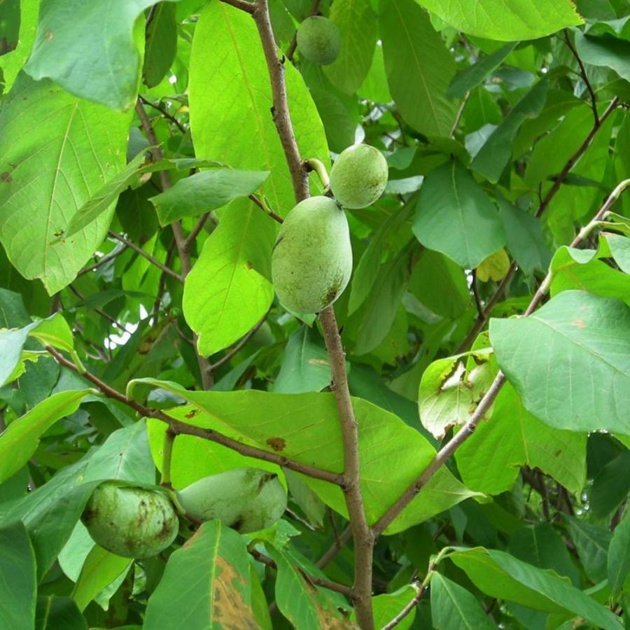 ポポー　ウイルソン　接木　大株　果樹苗木　果実苗木　果樹苗　果実苗　実 楽天市場】ポポー苗木 【ウイルソン】 4年生 接ぎ木 約1.3m 大苗