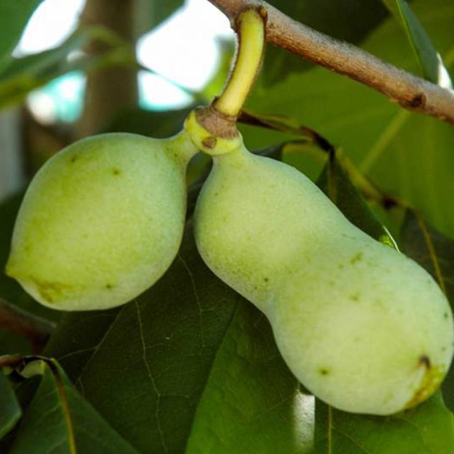 ポポー　ウイルソン　接木　大株　果樹苗木　果実苗木　果樹苗　果実苗　実 楽天市場】ポポー 苗木 【ウィルソン】 3年生接木大苗 : 苗木部