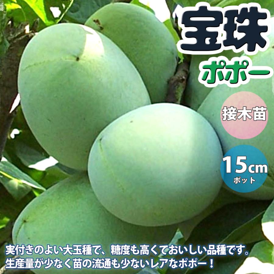 ITANSE ポポーの苗木 ポポー宝珠果樹苗 2年生 接木苗15cmポット 送料